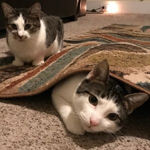 Meet your Posher, Gladys